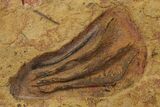 Ordovician Fossil Crinoid Plate - Marzane, Morocco #287085-2